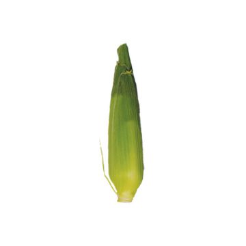 Corn - 1 count