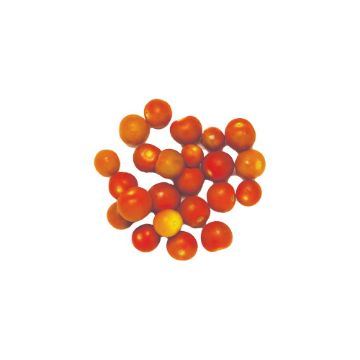 Organic Cherry Tomatoes - 1 pt
