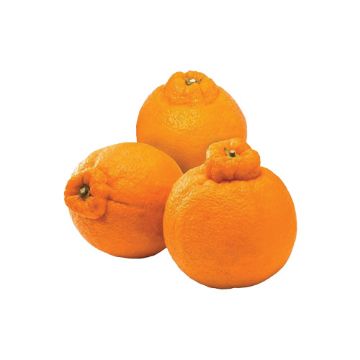 Sumo Mandarins – 2 lbs