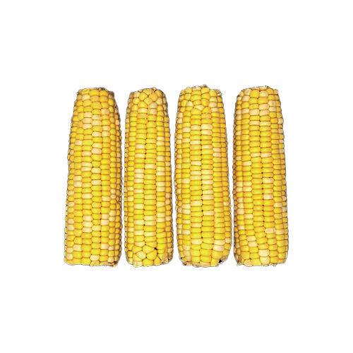 corn-4-ct