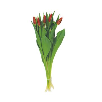 Image of Tulips - 5 Stem 