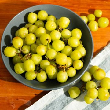 Green Seedless Grapes - 2 lbs