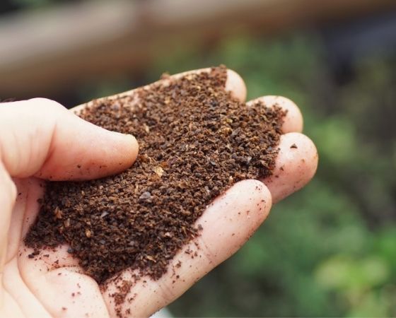 Coffee Grounds in a Hand